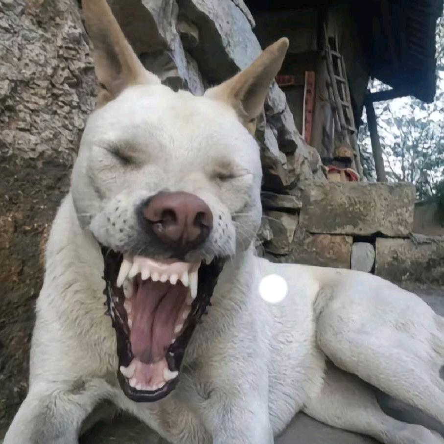 发瘟母蟑螂