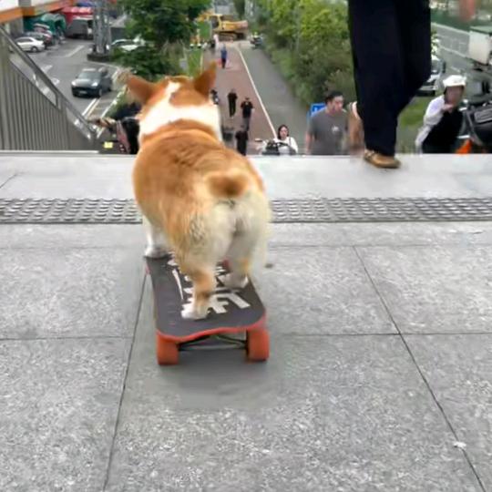 截化发