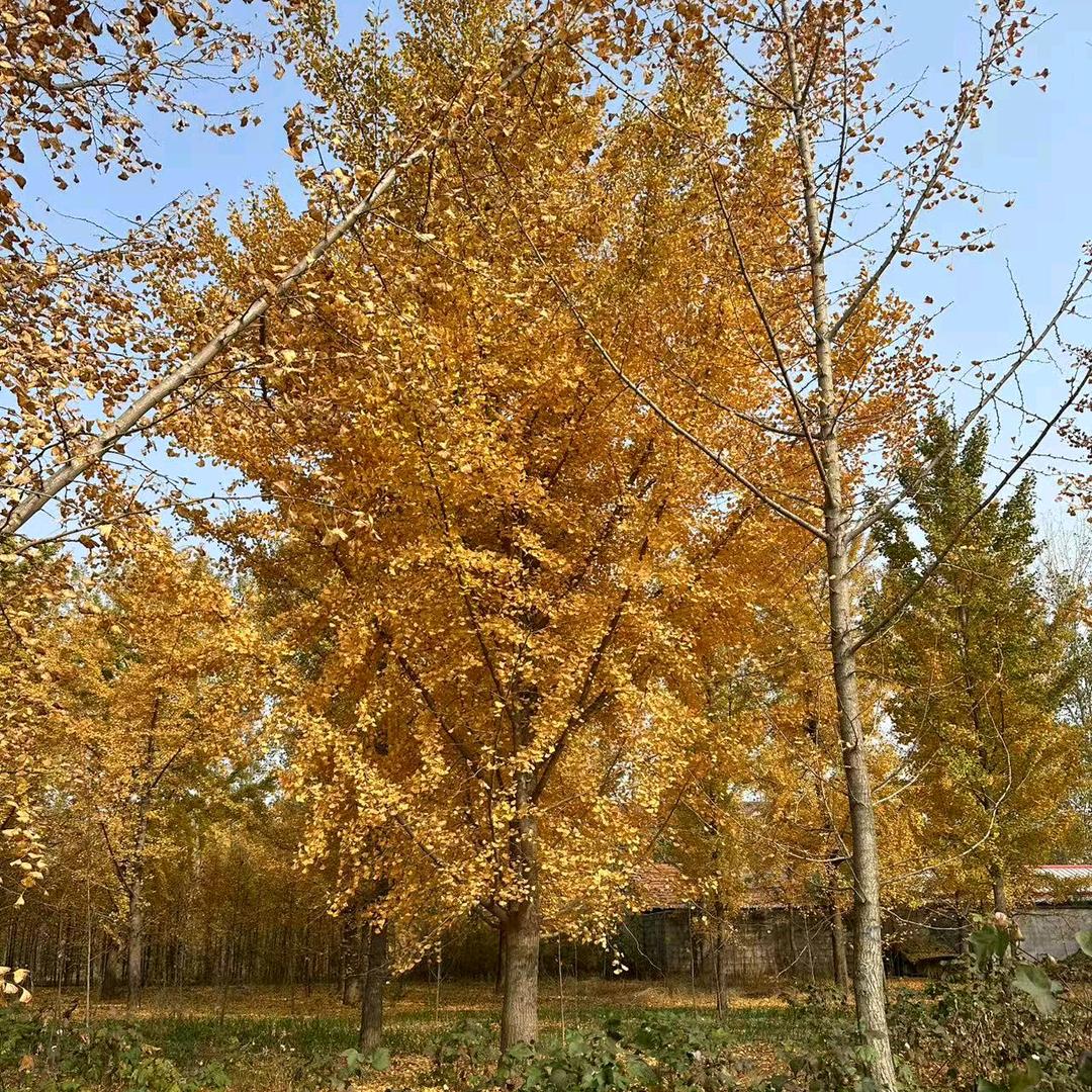邳州安石银杏苗木种植专业合作社