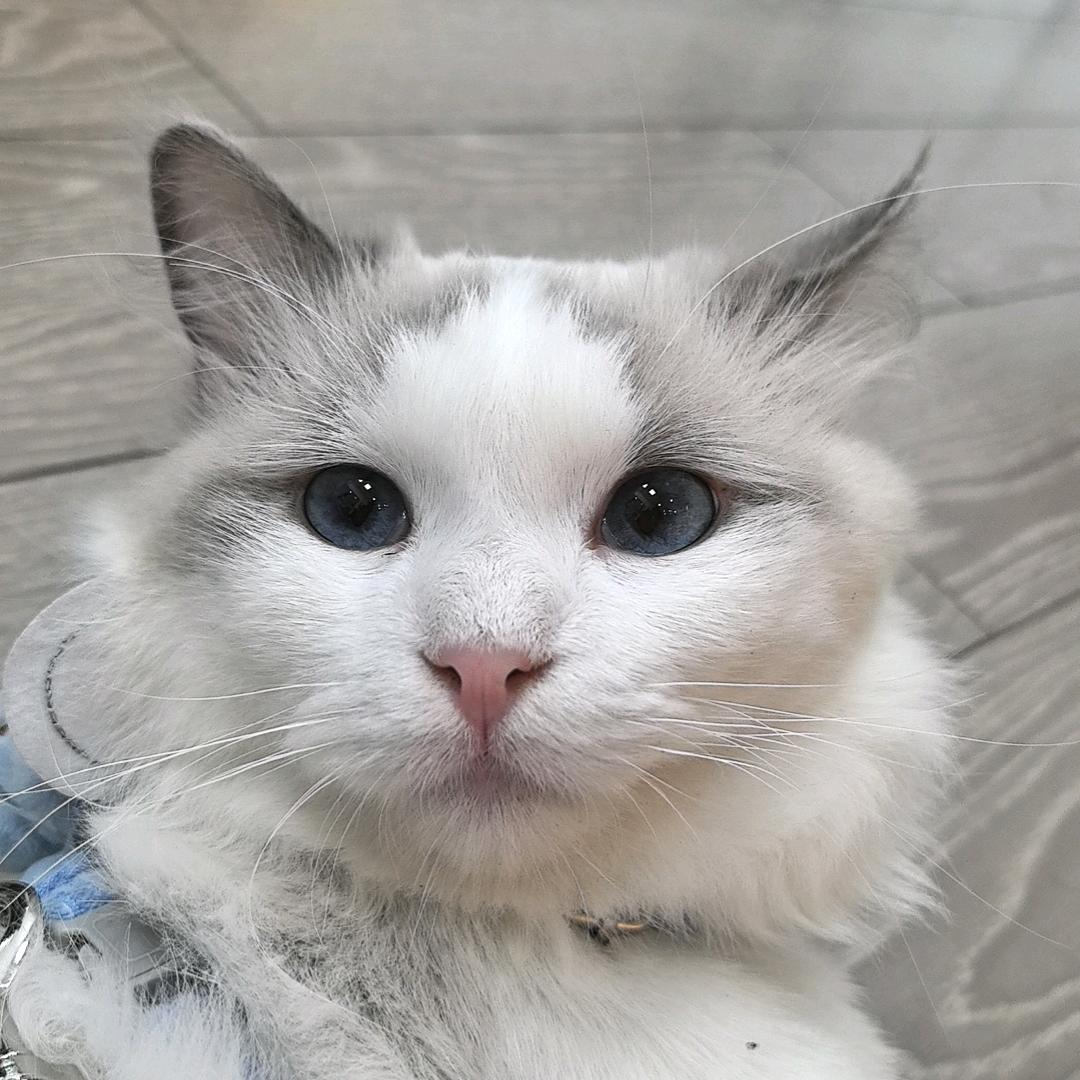 丑萌