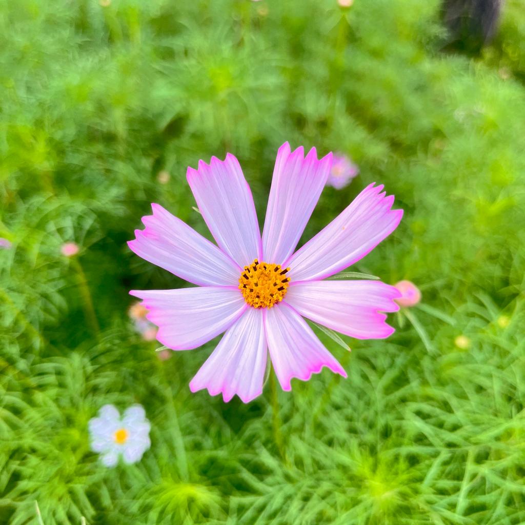 开心就好⊙ω⊙