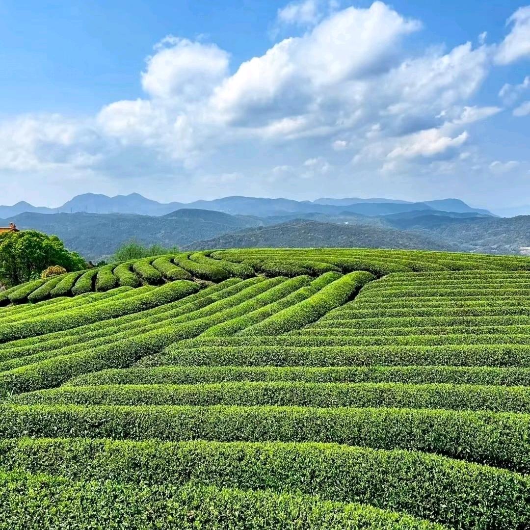三国醉百茶头部供应链