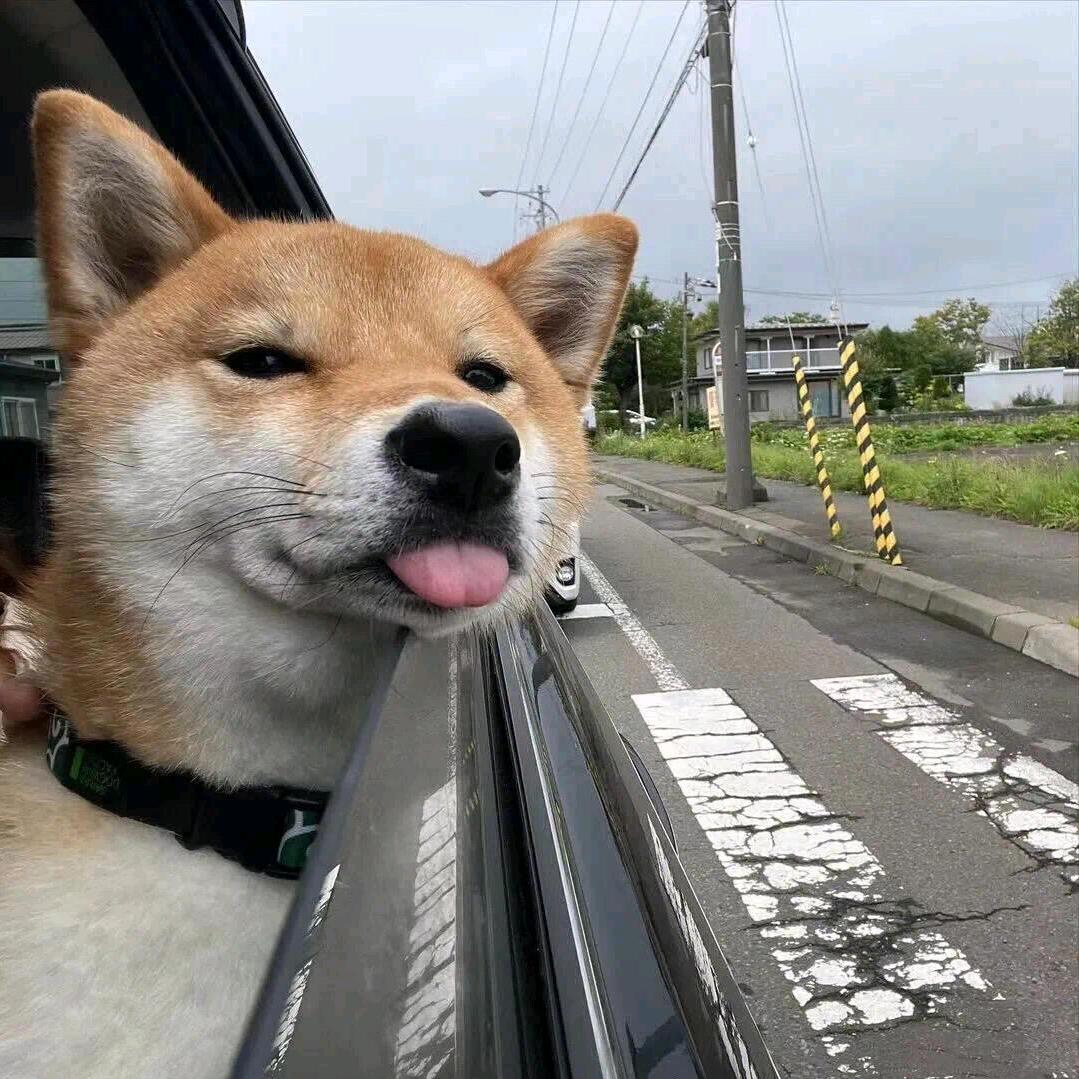 狗不理包子