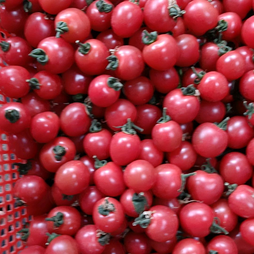 菜姐