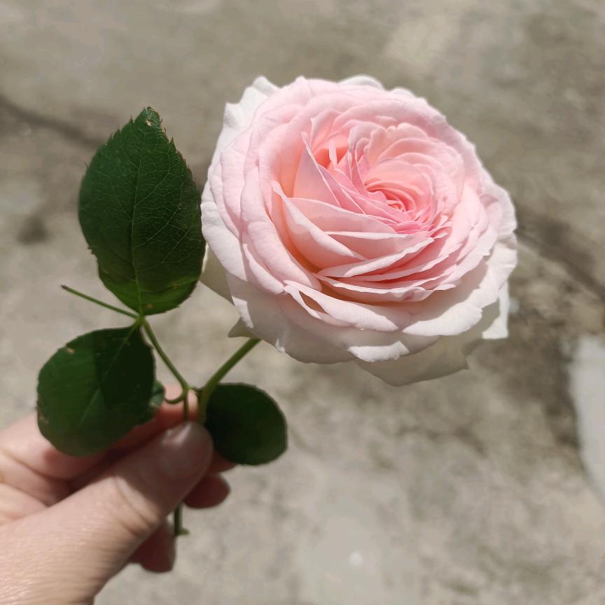 静沐暖阳