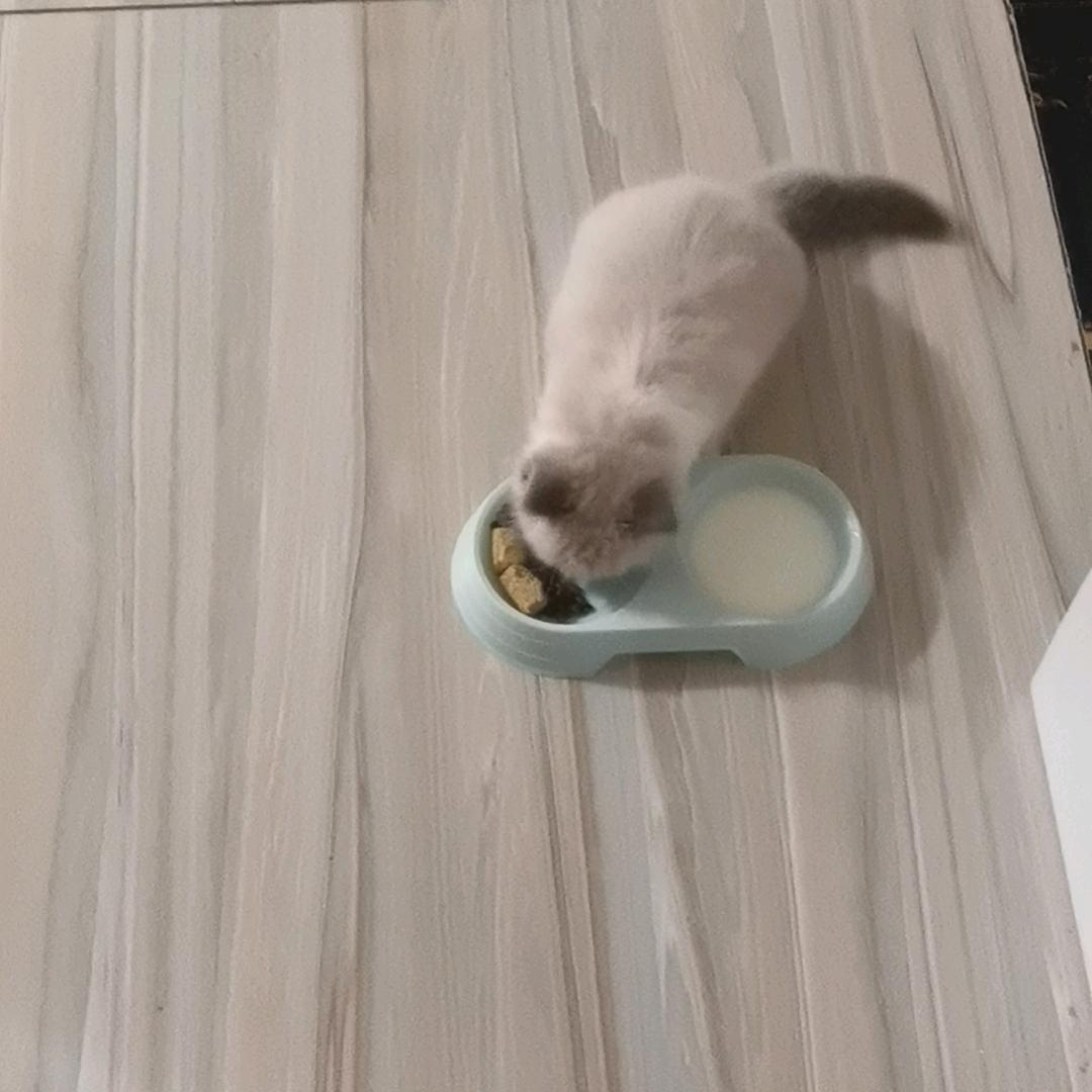 小浩是布偶～