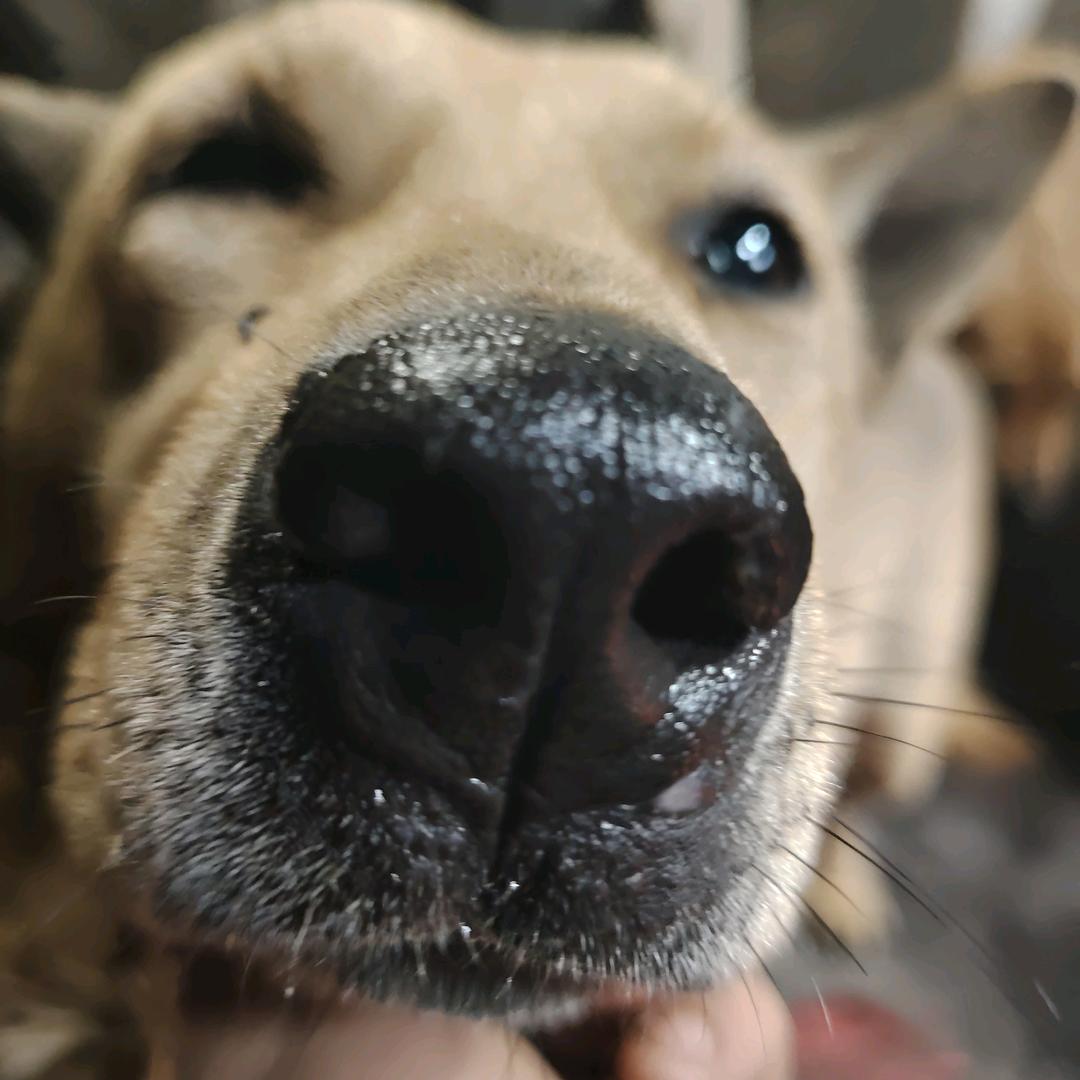 吉首本地山羊肉批发零售
