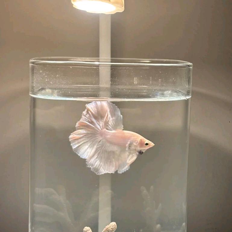 许文武的雷沁好物铺