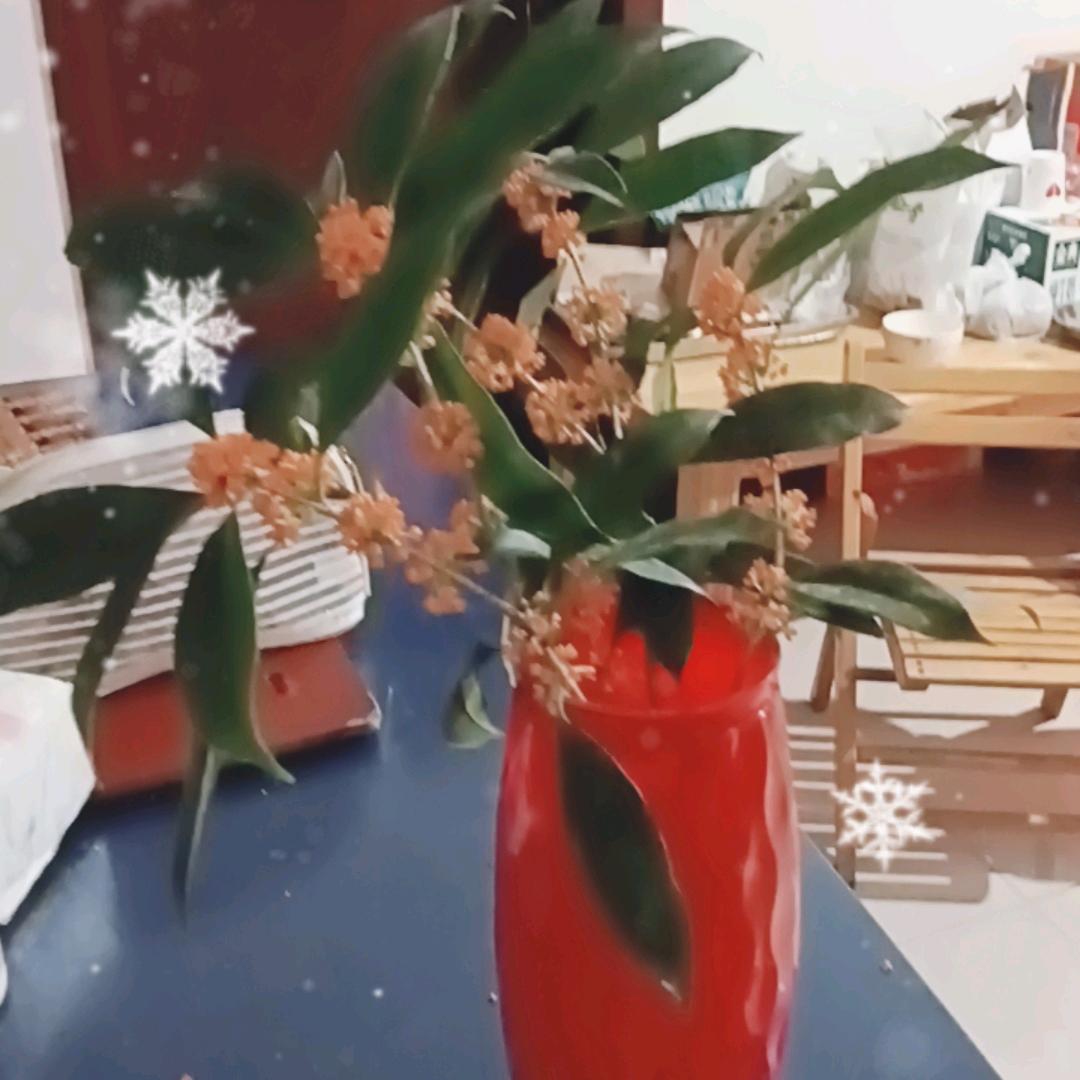 菊花姐姐（6月17号早上6点05分首播)