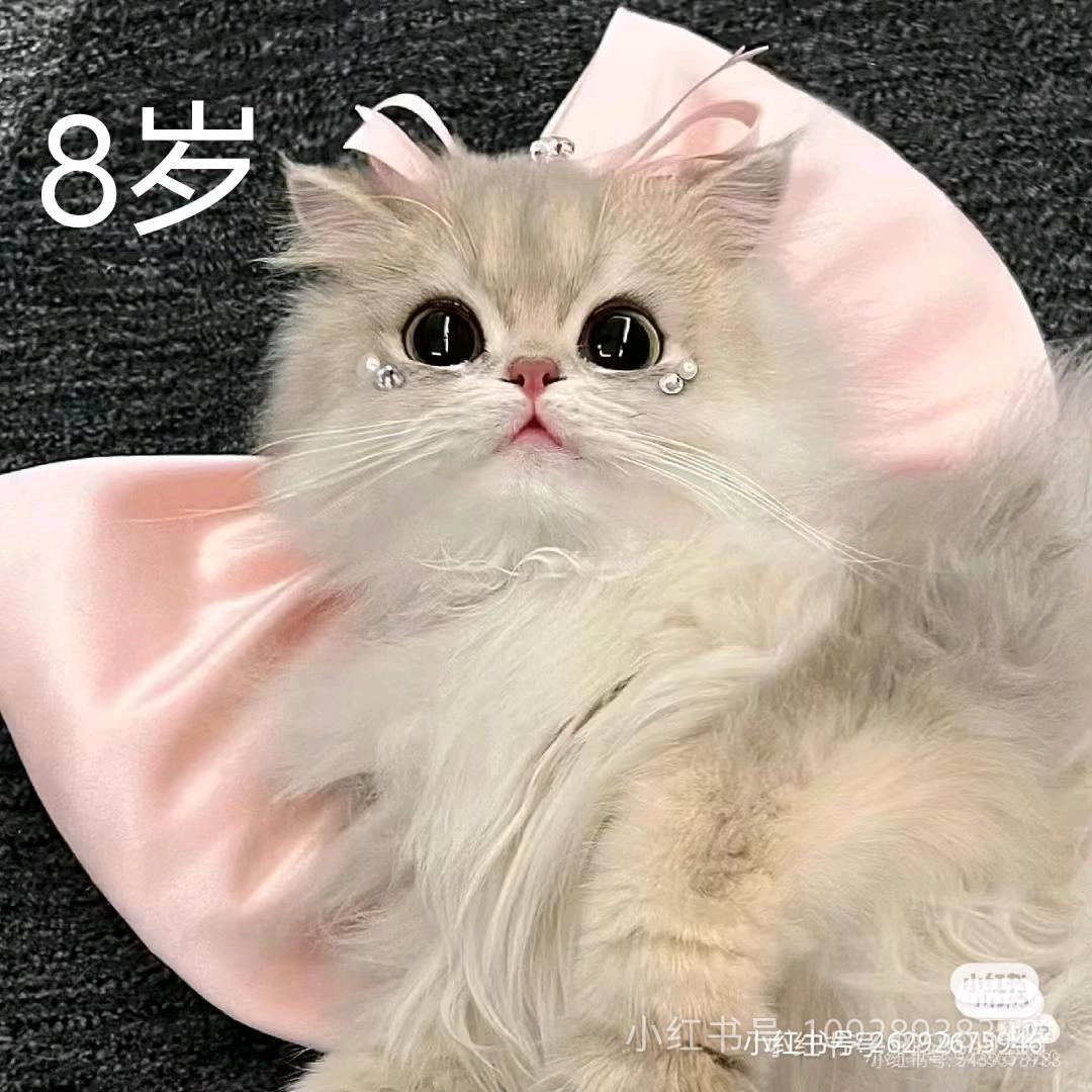 白姐