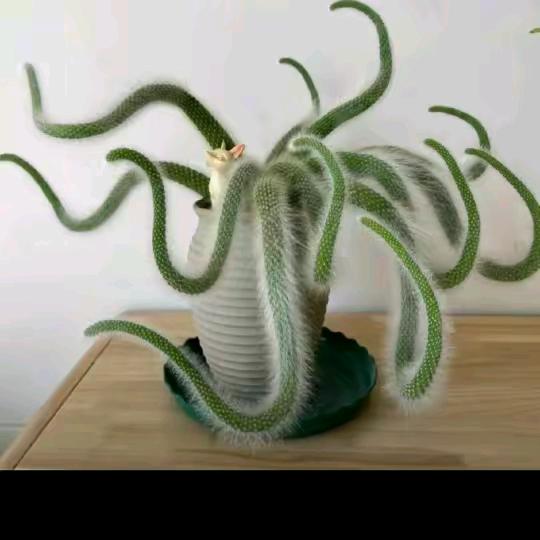 荣耀
