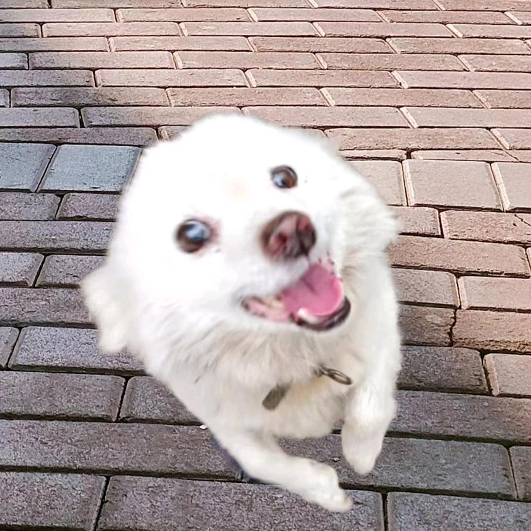 洋仔