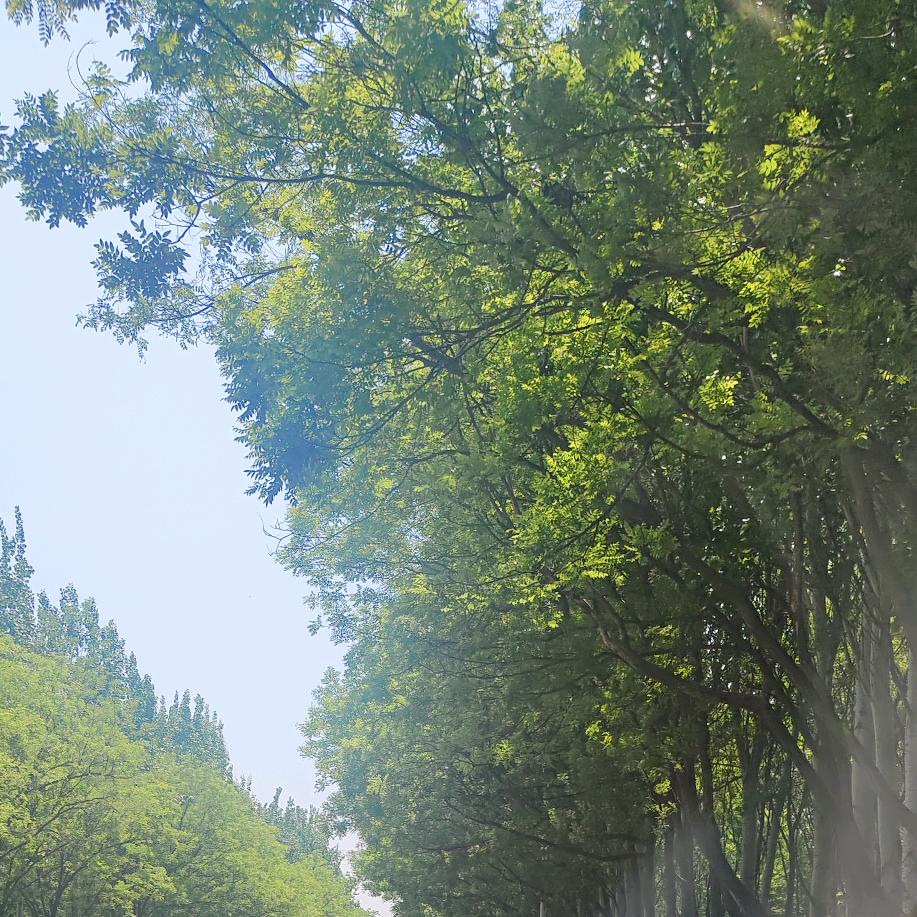 高梅