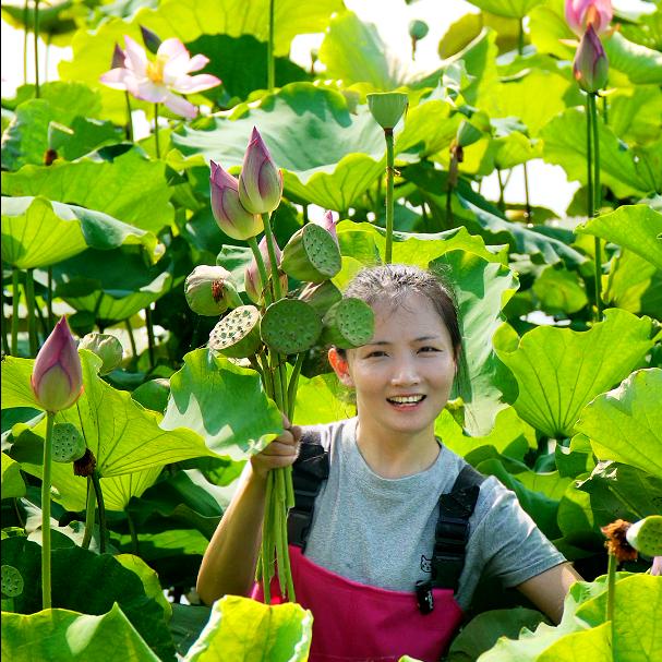 洪湖小倩(正宗洪湖煲汤粉藕)