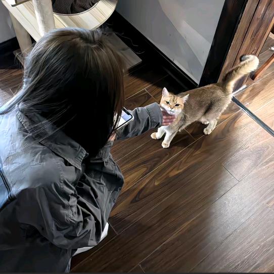 腹肌小烊（咩咩）