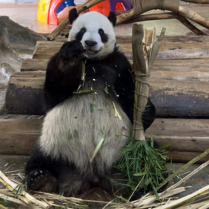 呆毛