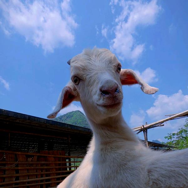 小逸不养咩咩