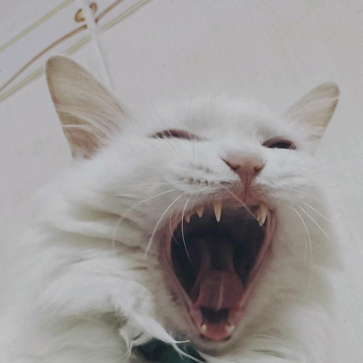 球小缪是只猫猫