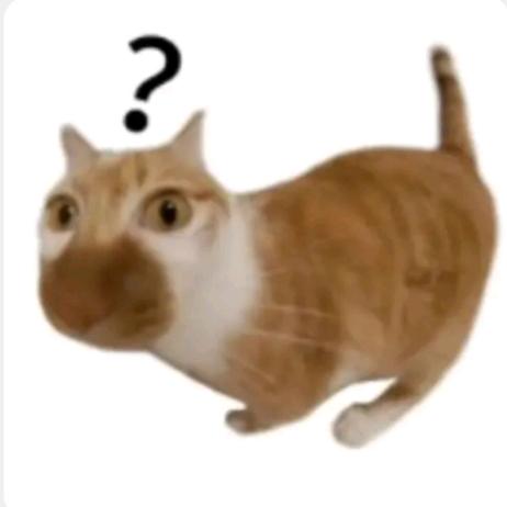 吃糖葫芦的猫