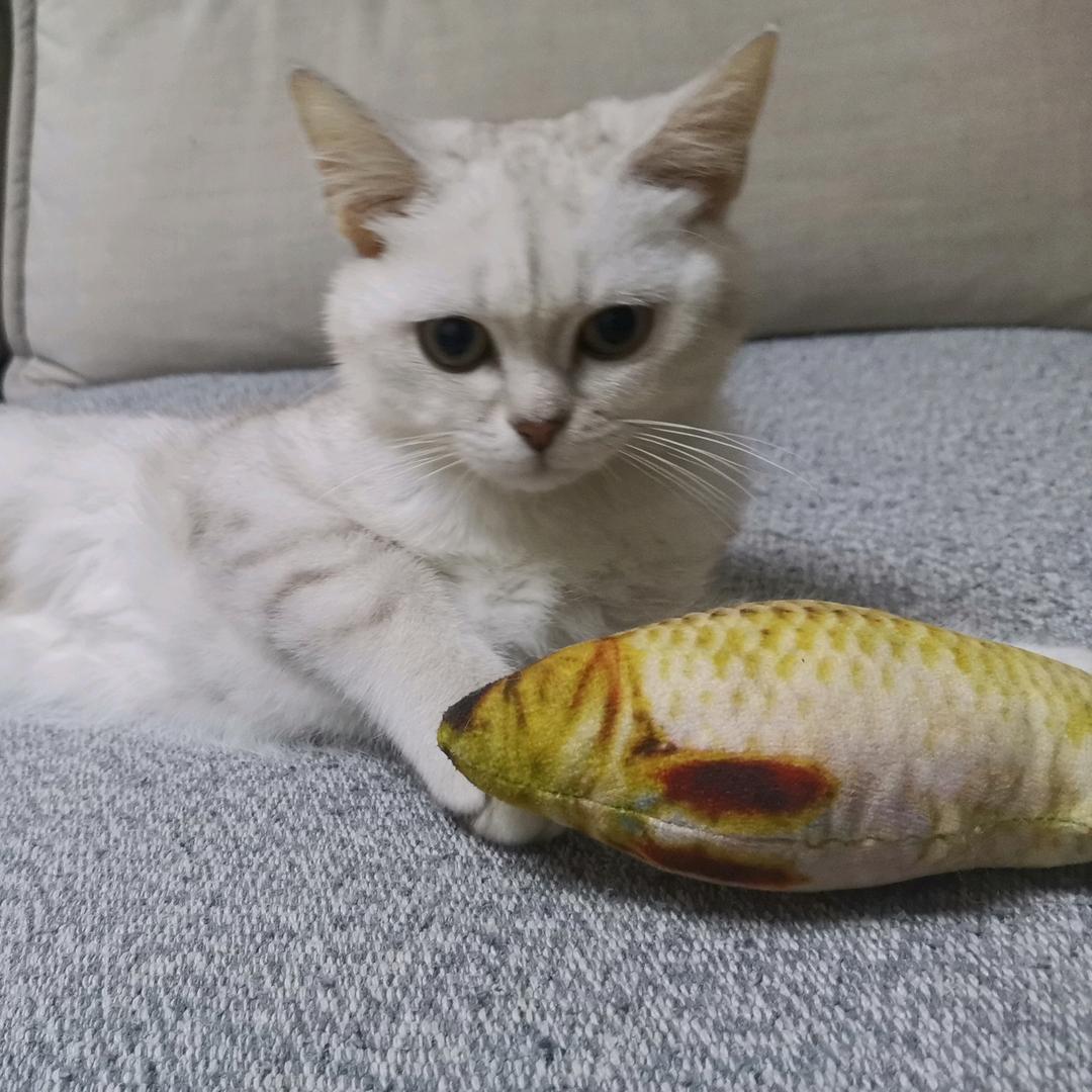 董不懂