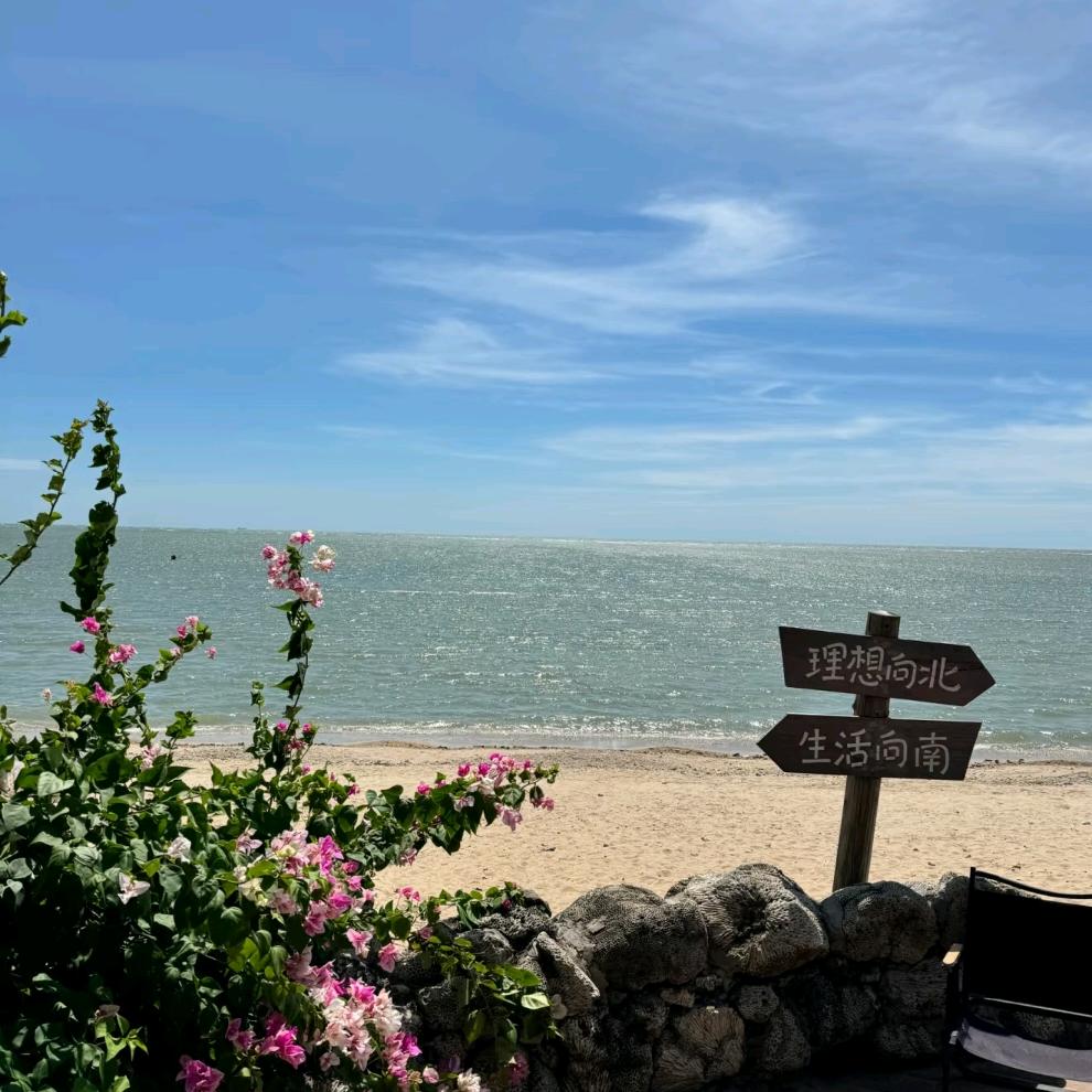 没有家的知更鸟