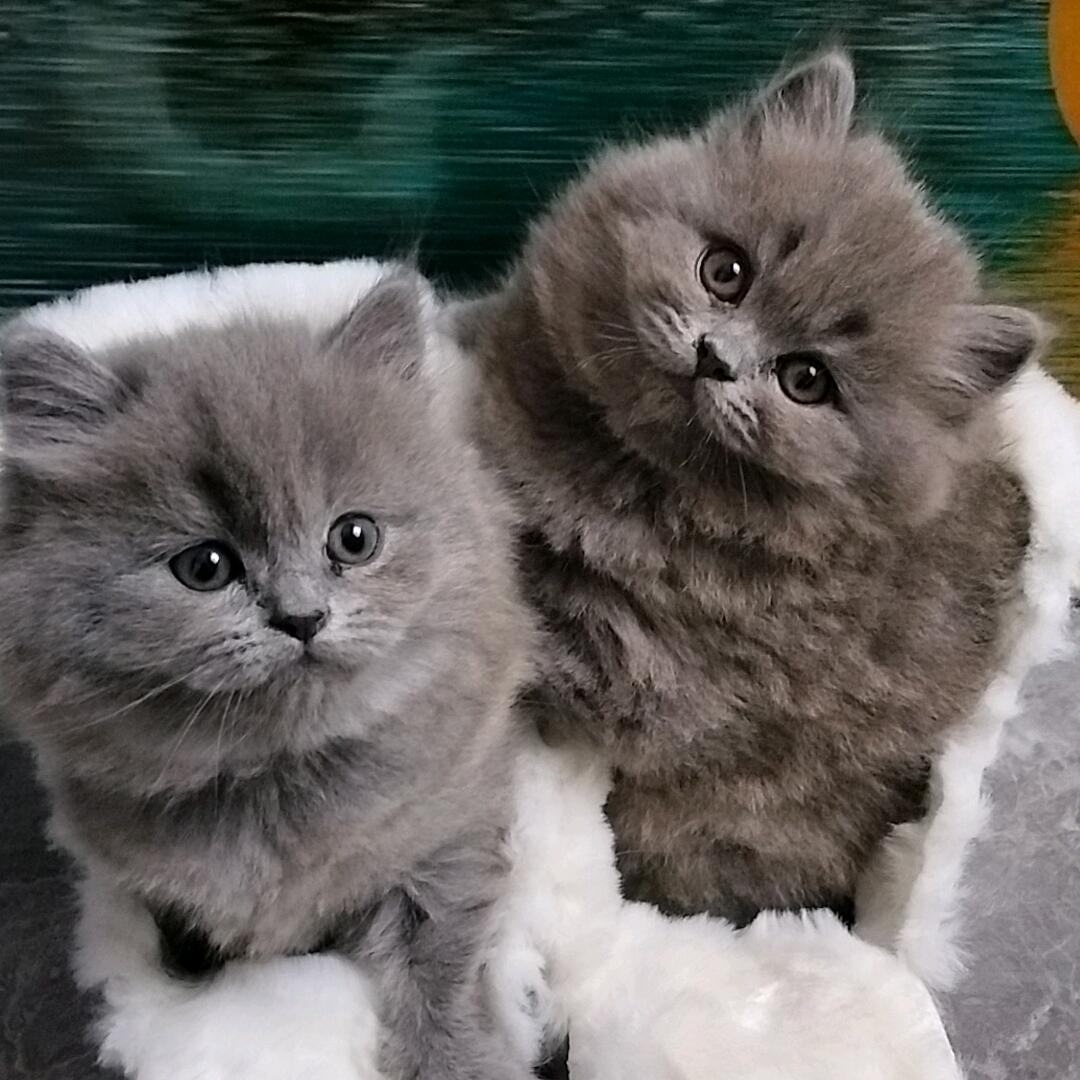 旦旦不是蛋蛋