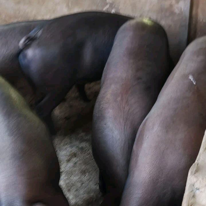 老胡生态散养黑猪羊江皖实护农队