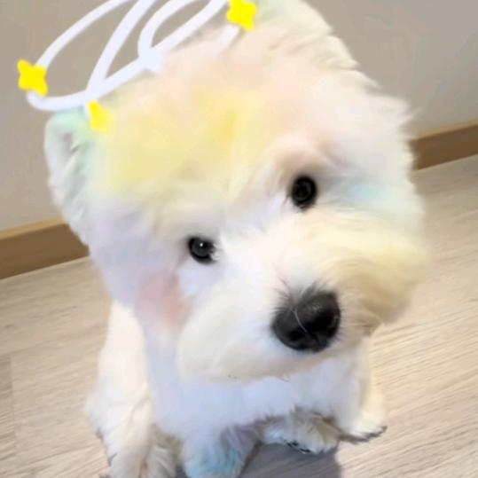 呼啦斯加