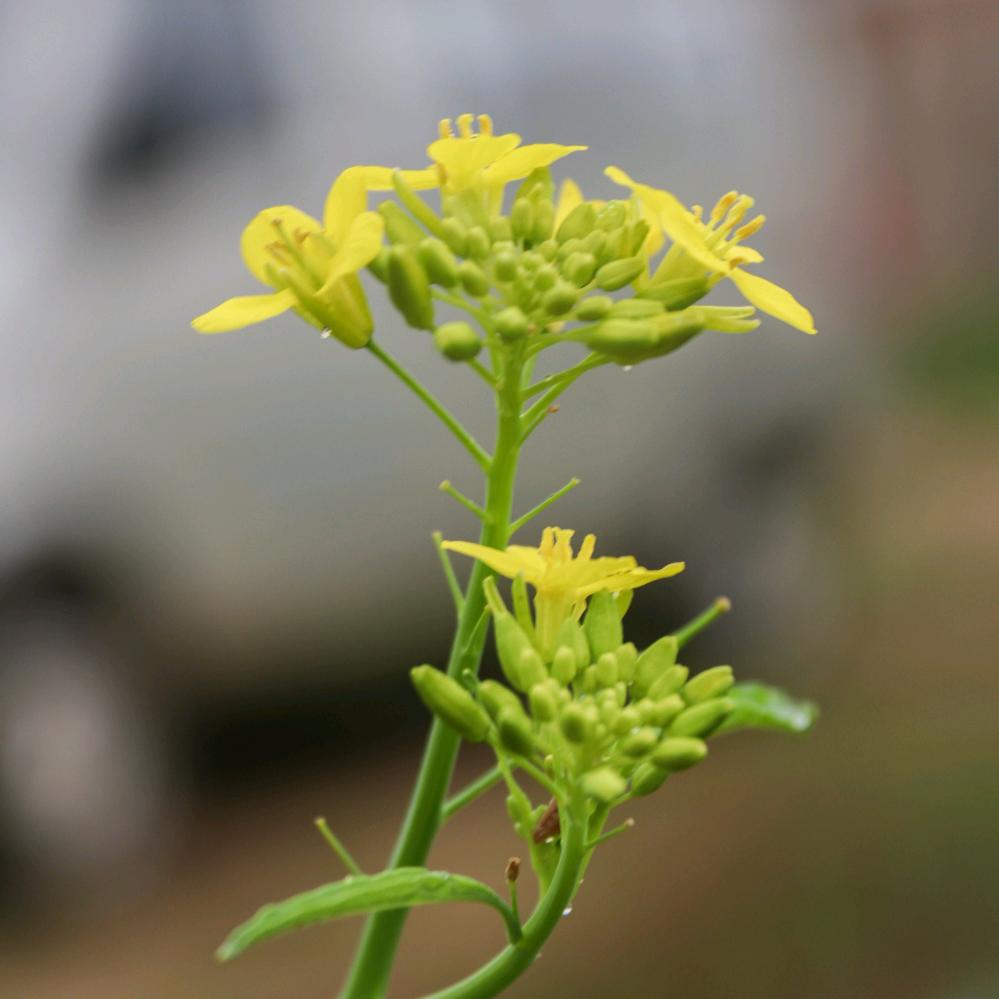 张家口办事弟（润林方）