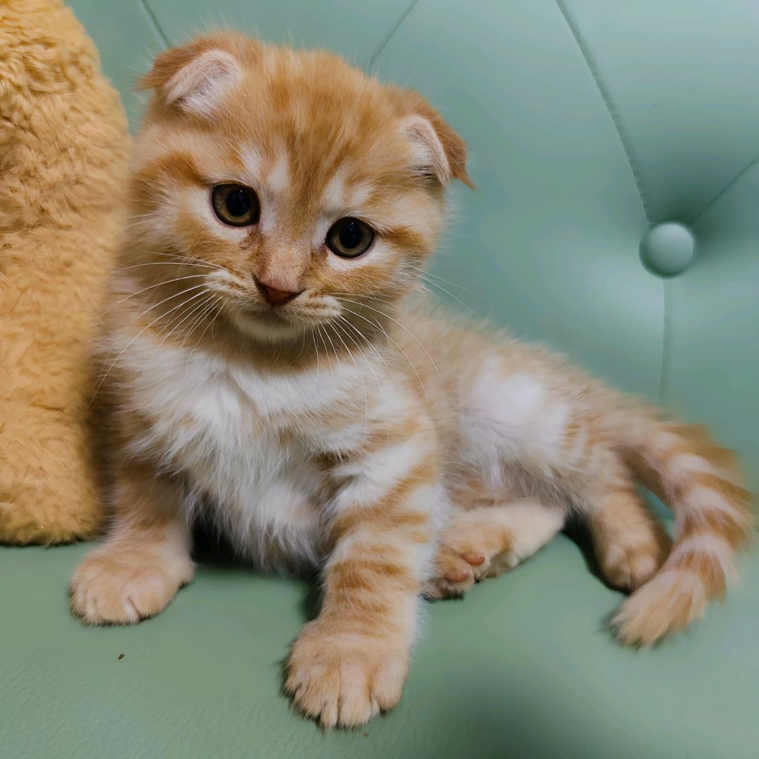 科学养宠～幸福🍀