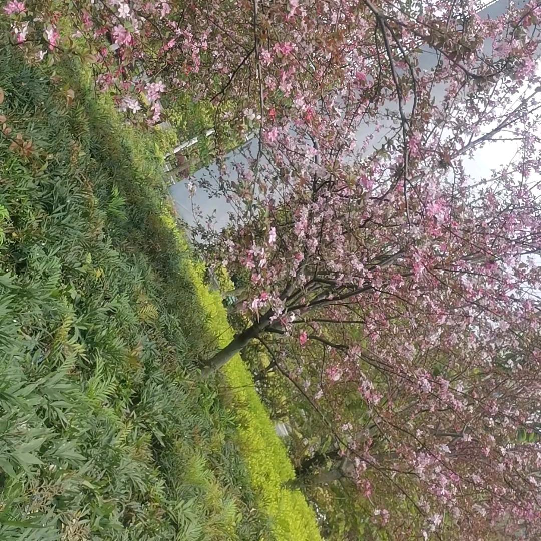 大双妹