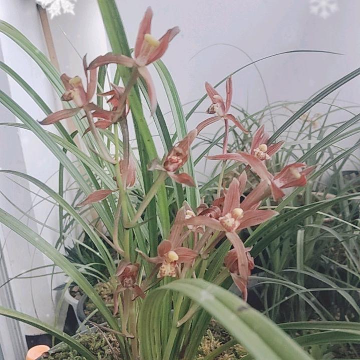 奇兴花卉