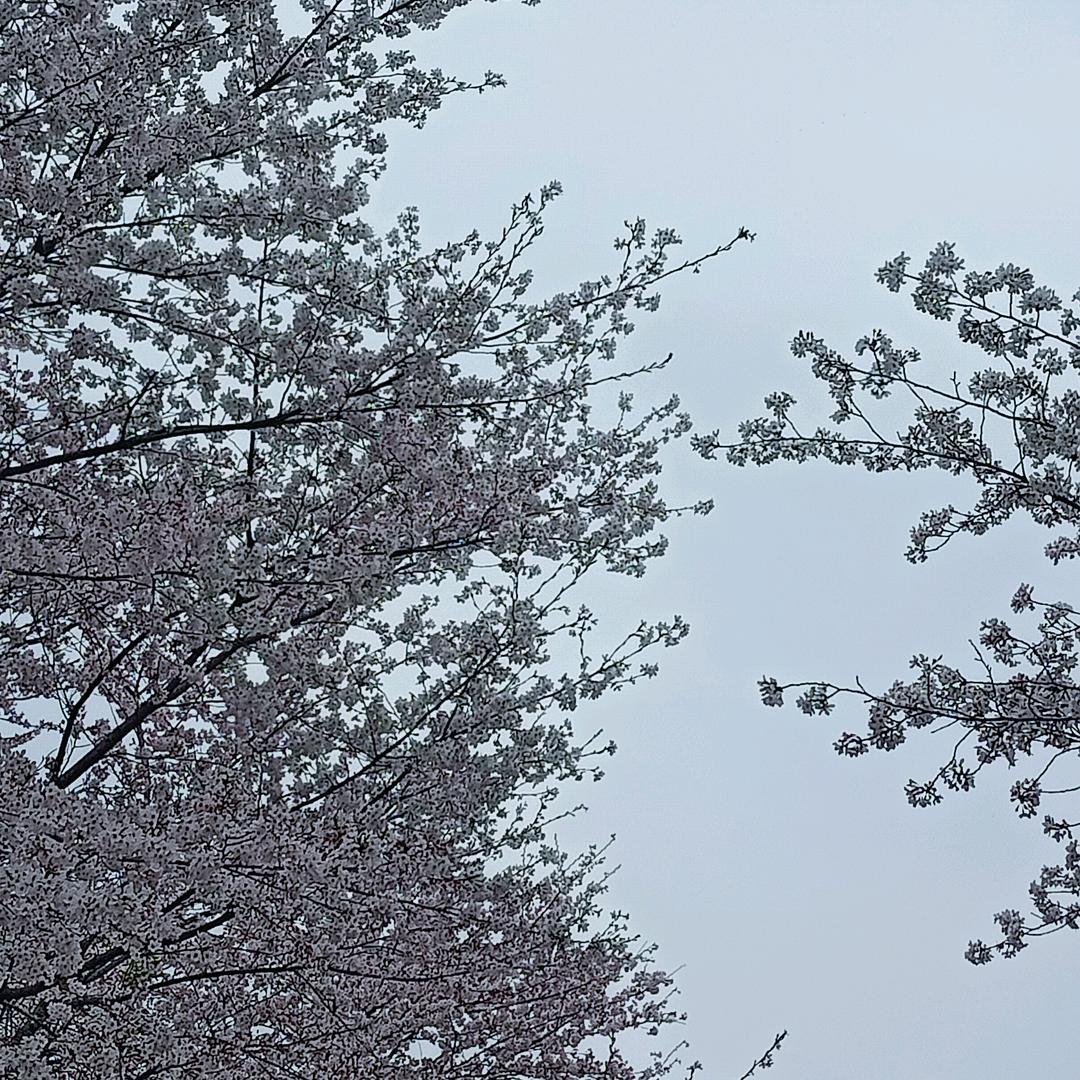 墨染年华