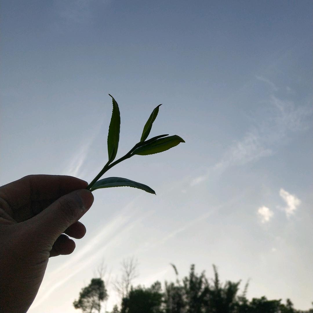 涛涛流水家的茶