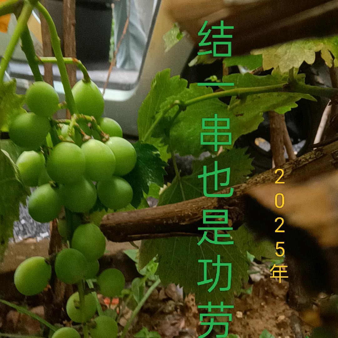 小平🌹