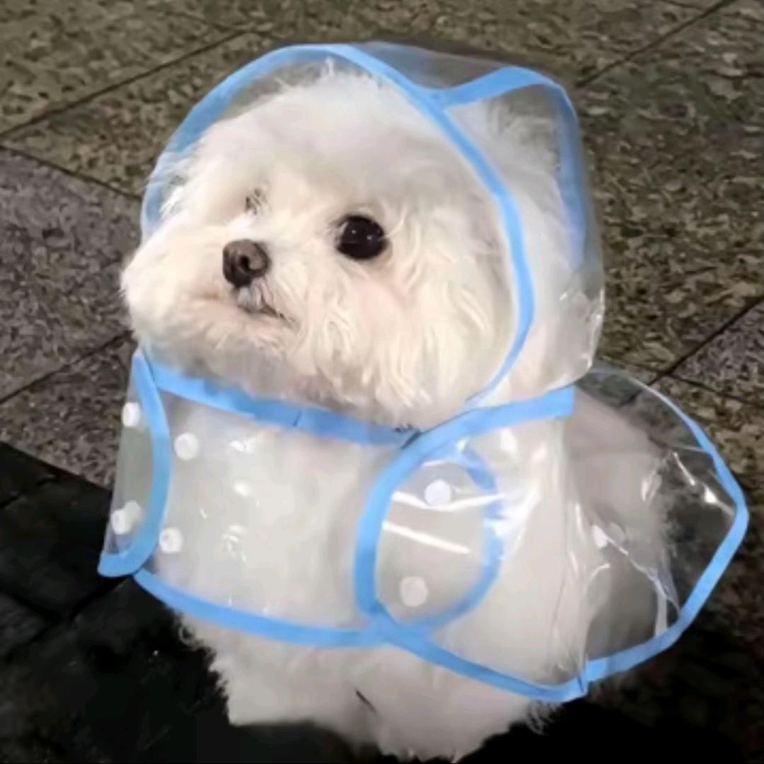 柚子和茶～