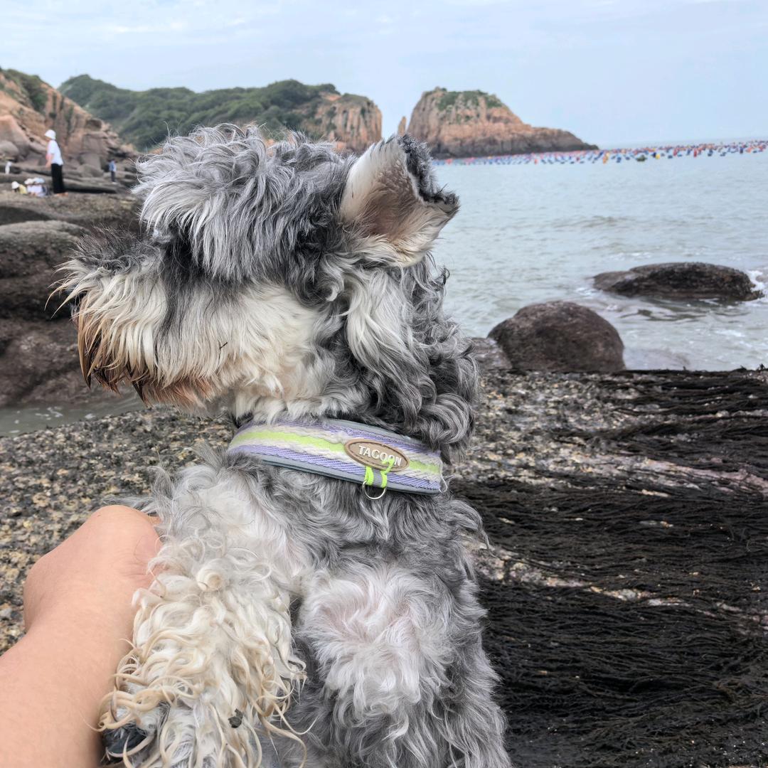 是莫西西吖