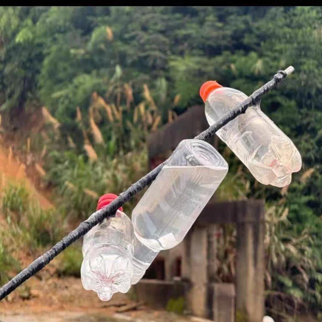 有来无回（越南黑胶）