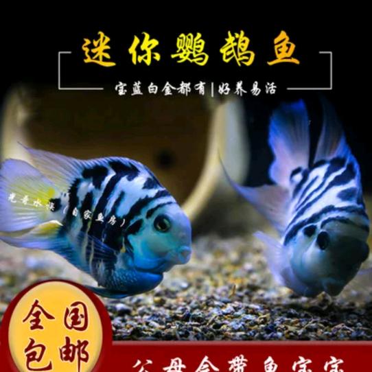 树军观赏鱼