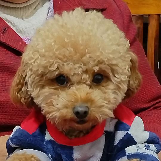 樱桃是只小泰迪小号