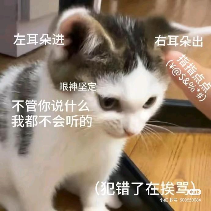 是猫还是羊🤔