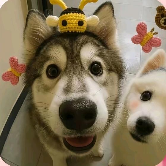 本人
