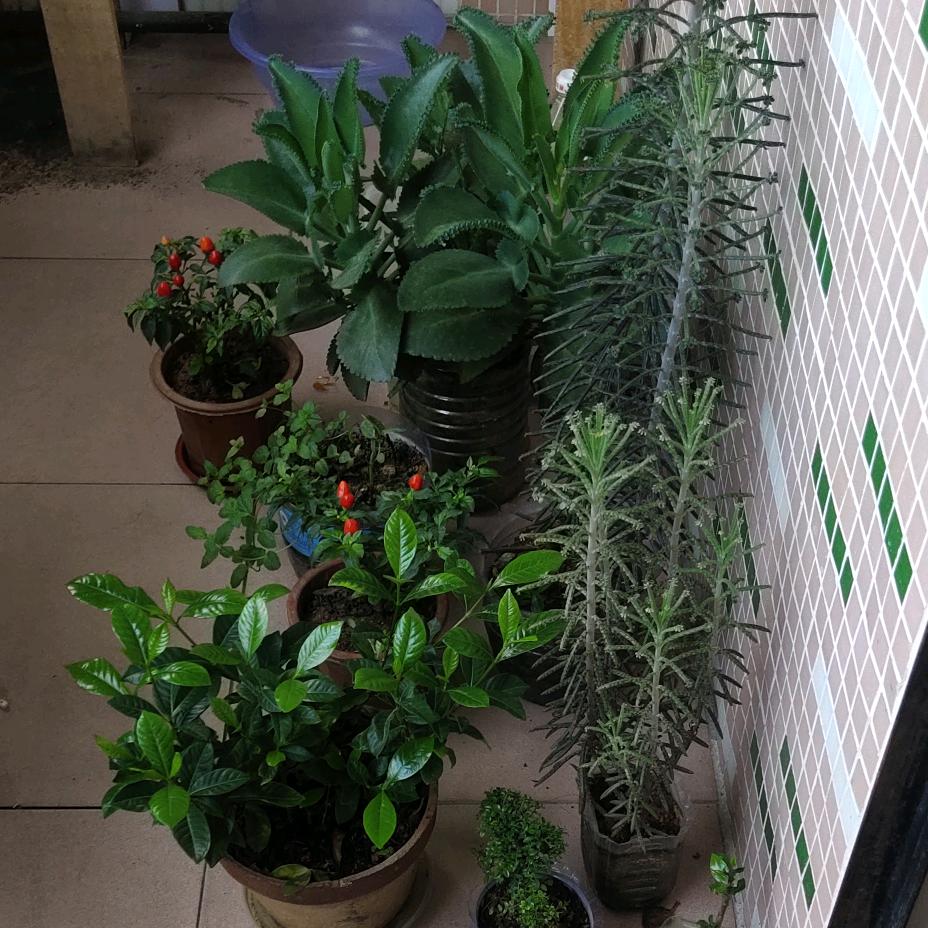 ℳঞ淡然🍒一笑꧔ꦿ້໌ᮨ࿐