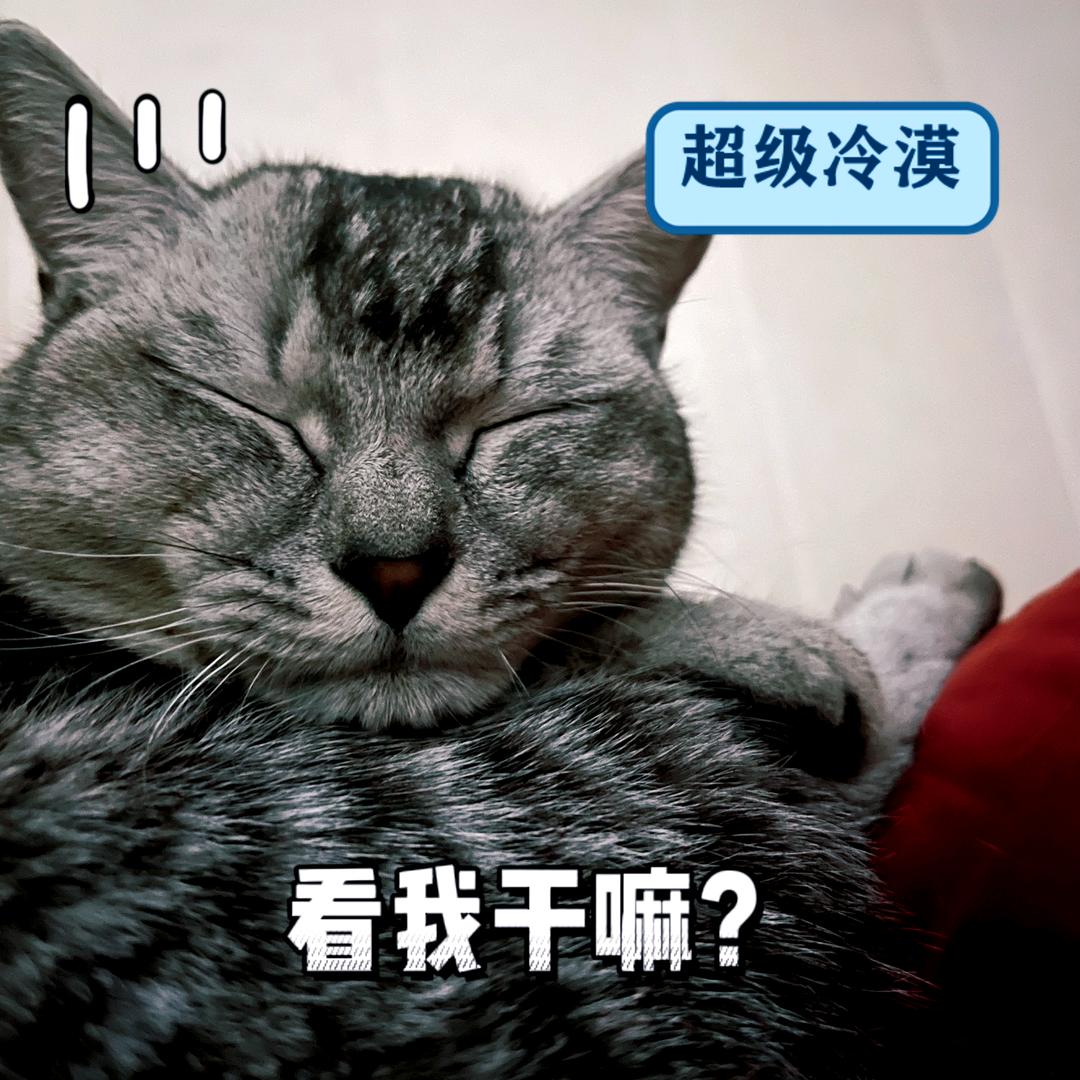 芝麻先生