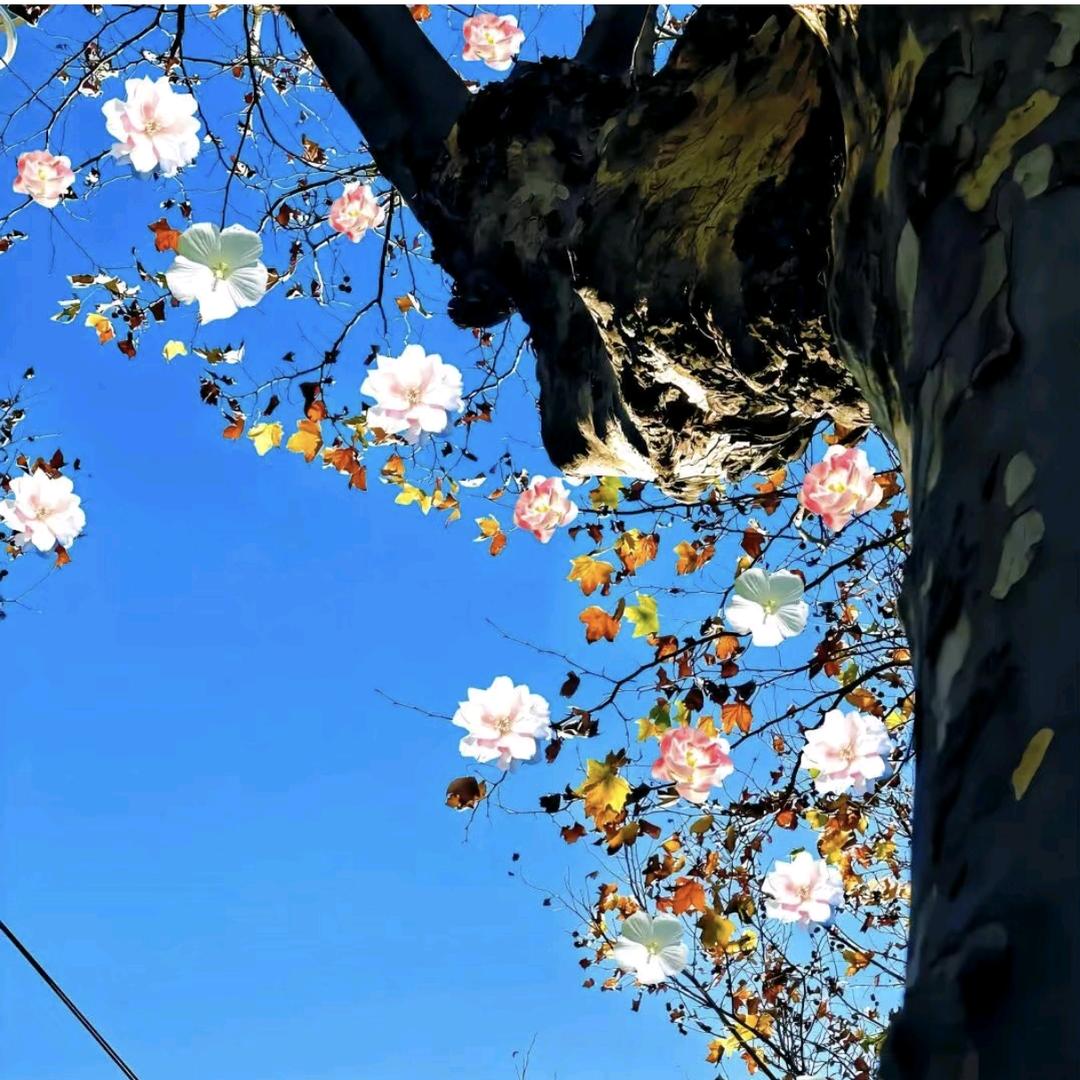 小枣