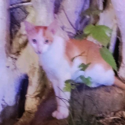 腐烂发臭长蛆的死猫