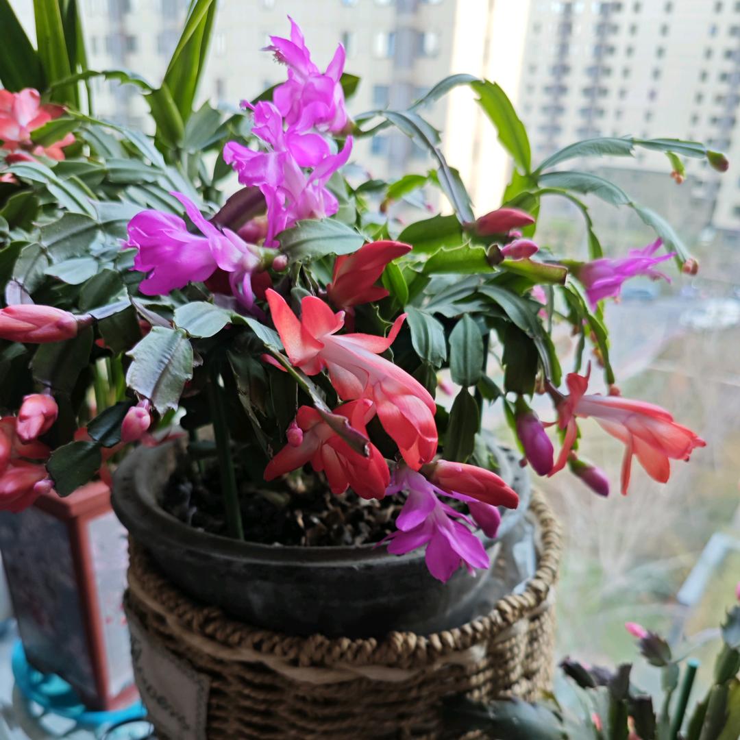 雾里的梦