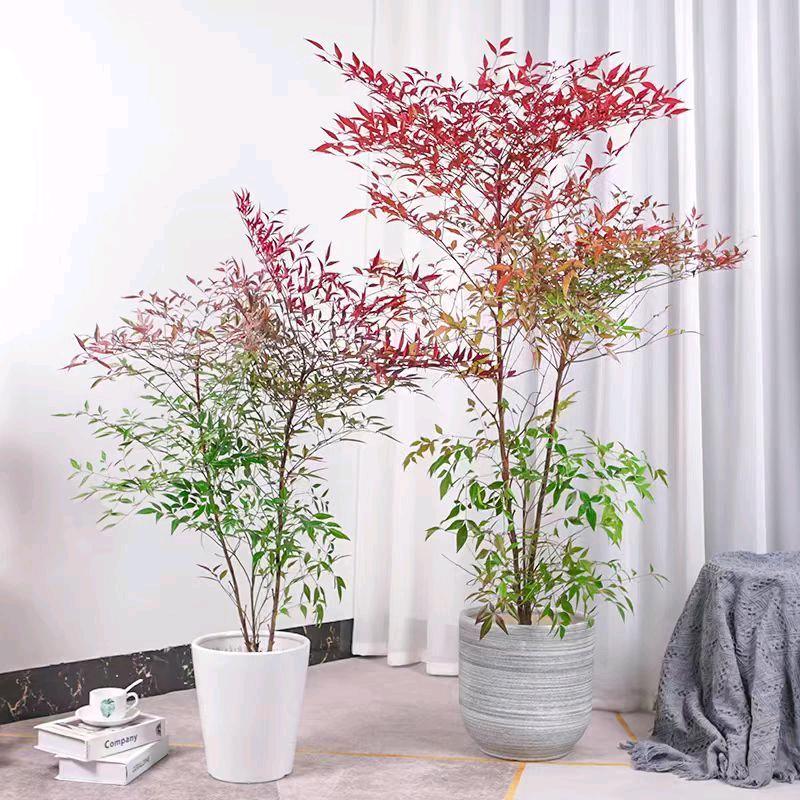 徐苏阳花卉创意屋