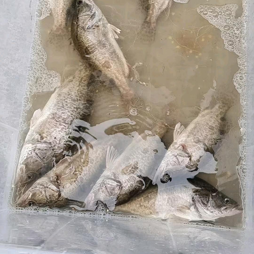 好渔生态鱼