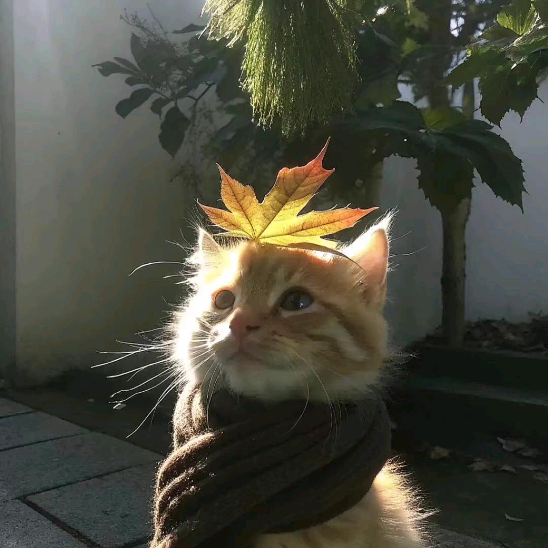 懒大大